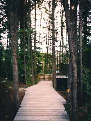 a wooden boardwalk in the middle of a forest at Black Spruce - Yellow Door in Whitehorse