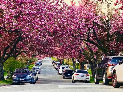 a row of cars parked on a street with pink flowering trees at Newly Renovated Walkout Basement in Vancouver with Separate Entrance in Vancouver