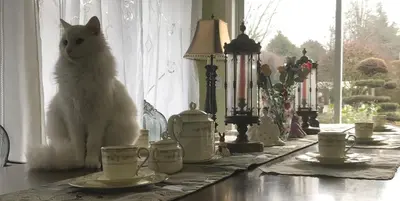 a white cat sitting on a table with cups and saucers at sweet home in Richmond