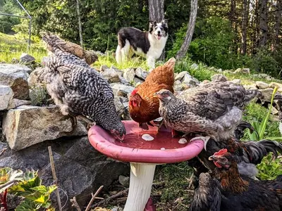 two chickens standing on a bird bath with a dog at Mountain House of Wonder in Qualicum Beach
