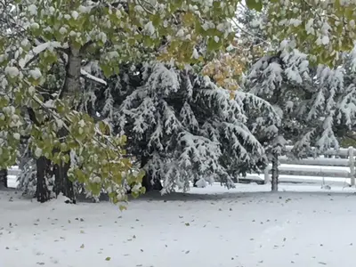 a snow covered tree next to a white fence at Rolling Hills Country Resort Bed and Breakfast in Three Hills