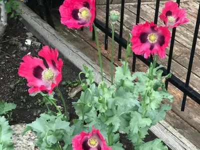 a group of pink flowers in front of a fence at Rolling Hills Country Resort Bed and Breakfast in Three Hills