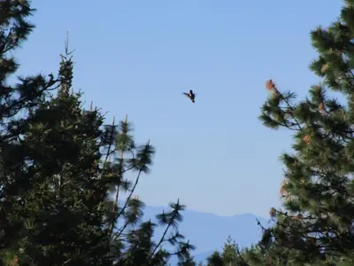 a bird flying in the sky between two trees at Okanagan Lake Sunrise BB in Vernon