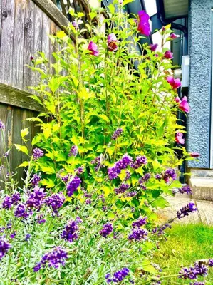a garden with purple flowers next to a fence at Charming 1BR near Metrotown DT Burnaby/ Vancouver in Vancouver