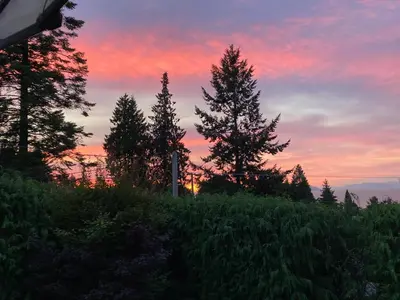 a group of trees on a hill at sunset at Red Robe B&B in Nanaimo