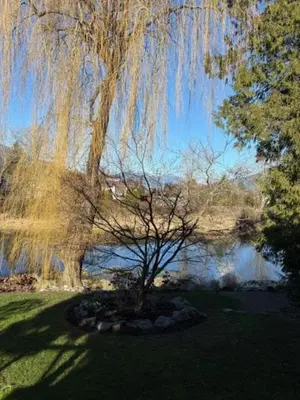 a tree in the grass next to a body of water at The Hazelhouse in Chilliwack