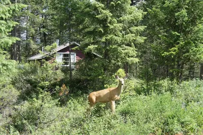 a deer standing in the middle of a forest at Fairmont Mountain Bungalows in Fairmont Hot Springs