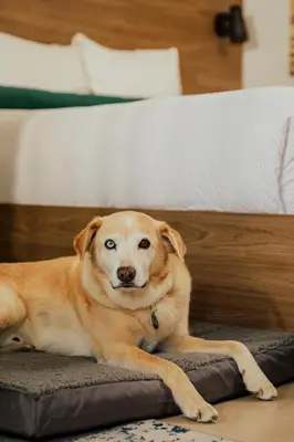 a brown dog laying on a rug next to a bed at Ucluelet Wildwood Inn in Ucluelet