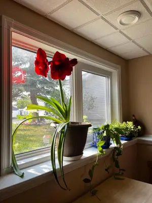 a window with two red flowers on a window sill at citadel cozy quilt private bedroom in Calgary