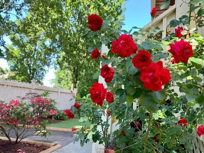 a group of red roses in a garden at Private Guest Suite 10mins to Downtown - King Bed - Bathtub - Free Parking in Vancouver