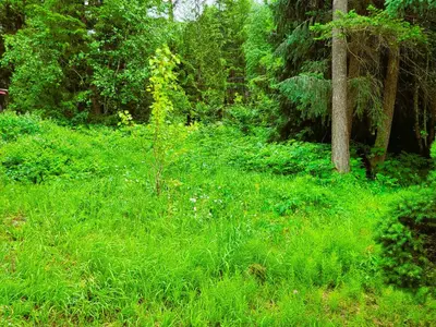 a lush green field of grass with trees at Woodcrest Bed and Breakfast in Clearwater