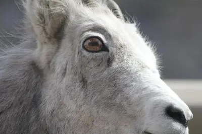 a close up of a white goat withthritisthritisomaly at Double G Service in Muncho Lake