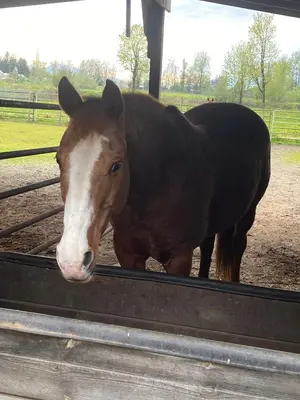 a brown and white horse standing next to a fence at Farm House - L&S Farms in Chilliwack