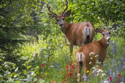 two deer standing in a field of flowers at Powder Heights #18 townhouse in Sun Peaks