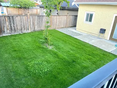 a garden with a small tree in the yard at Arbutus Jasmine room in Vancouver