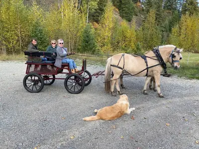 three people riding in a horse drawn carriage with a dog at 1868 Noble Cottage in Clearwater