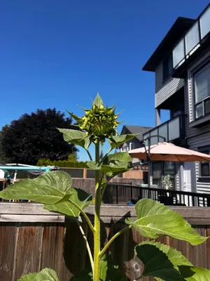 a yellow flower on a plant in front of a fence at New, Spacious 2 Bedrooms in Downtown With Free Parking! in Maple Ridge District Municipality
