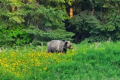 a brown bear walking through a field of flowers at EVCharger, Free Parking, Ski, Golf, BBQ, Awesomeness in Invermere