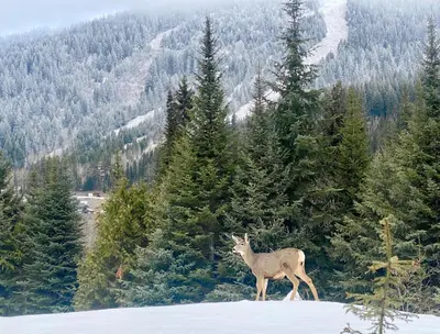 a deer standing on top of a snow covered mountain at Morrisey Chalet at Sun Peaks in Sun Peaks