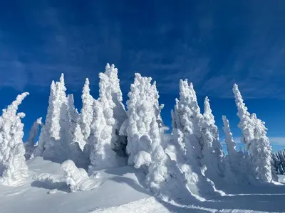 a group of trees covered in snow at Morrisey Chalet at Sun Peaks in Sun Peaks