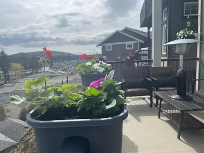 two potted plants on the balcony of a house at Guest room with private bath in Langford in Victoria