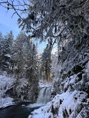a waterfall in a forest with snow covered trees at Cowichan Valley Guest Cottage in Ladysmith