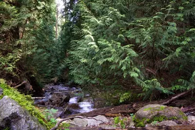 a stream in the middle of a forest with trees at Welcome Home in North Vancouver