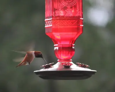 a humming bird flying towards a red bird feeder at Cottonwood#2 in Youbou
