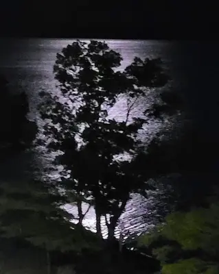 a tree in front of the water at night at Premium Deluxe suites 201 in Peachland