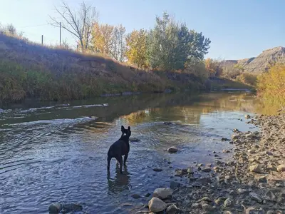 a dog standing in the water in a river at D3 Rainforest Getaway Dome- 2Dbl beds in Drumheller