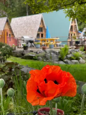 a red poppy in front of a house at Fishermans Folly in Lund