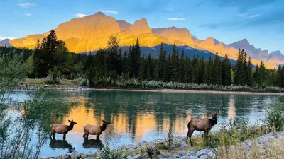 three animals standing in the water with mountains in the background at #304 Mountain View 1BR in Canmore DT in Canmore
