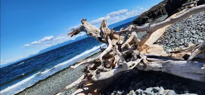 a dead tree on a beach near the water at Cozy Comfort rooms in Nanaimo in Nanaimo