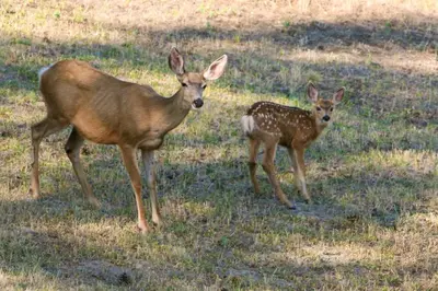 two deer standing in a field of grass at Kelowfornia Lakeview Retreat in Kelowna
