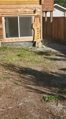a dog laying in the yard in front of a house at Haven Touchstone in Roberts Creek