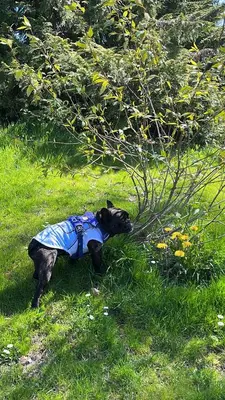 a dog wearing a blue vest laying in the grass at Near Downtown YVR -2 Bedroom private suite in Vancouver