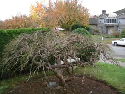 a statue of a tree in a yard at Near Downtown YVR -2 Bedroom private suite in Vancouver