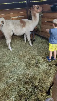 a little boy standing next to two llamas in a pen at Farmhouse cabin on 33 acre farm in Powell River