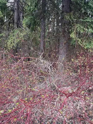 a bunch of red branches in the woods at Rustic Beaverfoot Lodge Room N3 in Parson