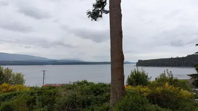 a view of a lake with a tree at Seine Boat Inn in Alert Bay