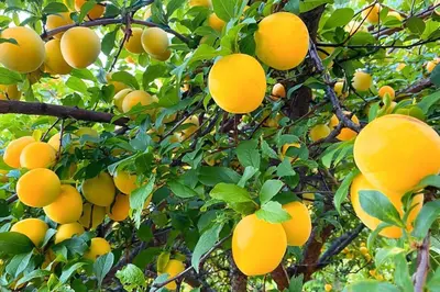 a bunch of oranges hanging from a tree at Beaver Beach Vacation Home in Madeira Park