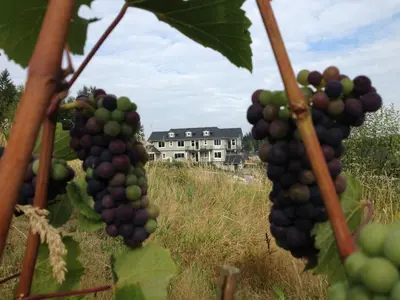 a bunch of grapes hanging from a tree at Brookside Inn Boutique Hotel in Abbotsford