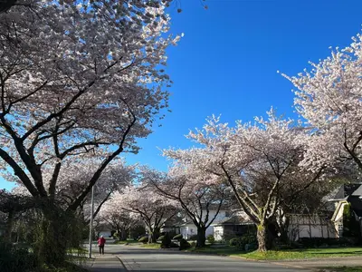 a street lined with flowering trees with a blue sky at Bloom House \u6a31\u82b1\u6c11\u5bbf in White Rock