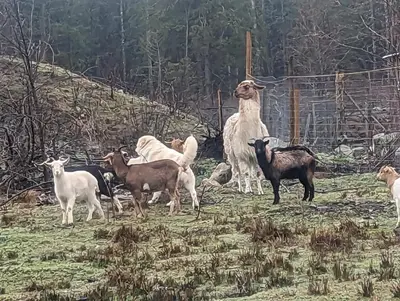 a group of animals standing in a field at Mushroom theme cabin on 33 Acre Farm in Brew Bay