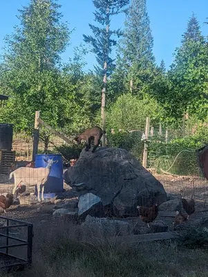 two animals standing on top of a large rock at Mushroom theme cabin on 33 Acre Farm in Brew Bay