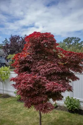 a tree with red leaves in a yard at Vancouver Getaway in Vancouver