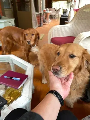two brown dogs standing in a room with a person feeding them at Hummingbird Gardens B&B in Ladysmith