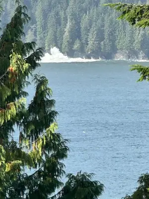 a view of the ocean from between two trees at Eagle Way in Port Renfrew