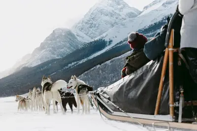 a group of husky dogs standing on a boat in the snow at Special! New Downtown Mtn View Free Parking 2b&2b in Canmore