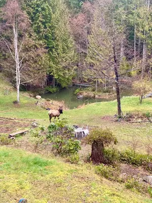 two animals standing in a field next to a river at Little Cabin in Middlepoint in Halfmoon Bay